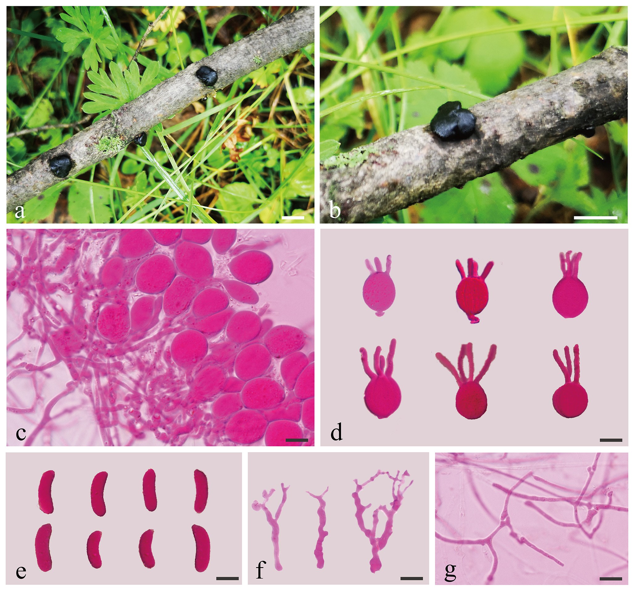 Figure 20